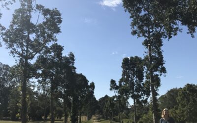 Schrinner Council to Clear-Fell Kauri Pines at Sherwood Arboretum—Sign the ePetition to Save the Kauri Avenue